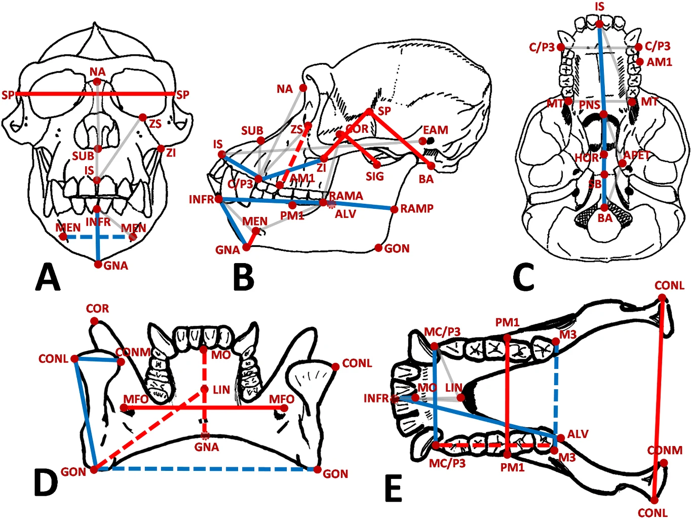 Schematyczne rysunki anatomiczne czaszki i szczęki przedstawione z różnych perspektyw, z oznaczeniem punktów i linii pomiarowych, służace do analizy budowy czaszki oraz określania proporcji i relacji morfologicznych.