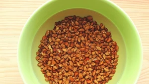 Wystarczy pół łyżeczki na litr wody. Siewki będą zdrowe i silne