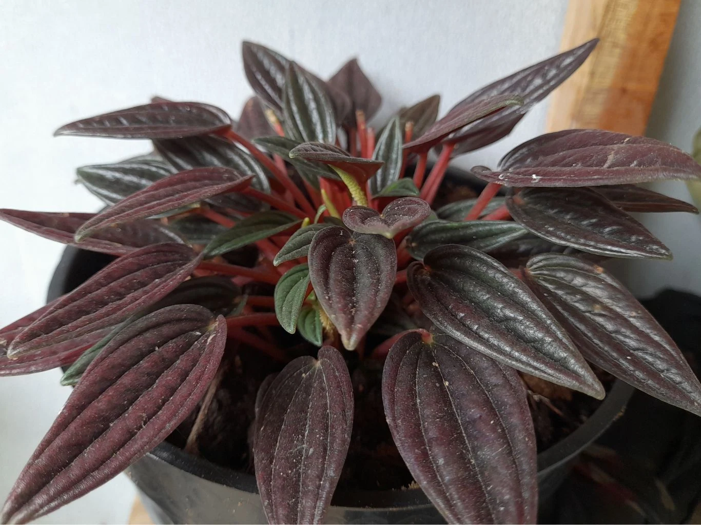 Ta roślina zachwyca nie kwiatami, a kolorowymi liśćmi. Zbliżenie liści rośliny doniczkowej o charakterystycznym ciemnofioletowym kolorze liści z wyraźnie widocznymi nerwami, rosnącej w czarnej doniczce na tle jasnej ściany.