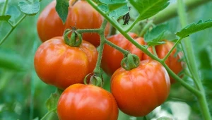 Tego nigdy nie sadź obok pomidorów. Zamiast plonów, będziesz mieć problemy