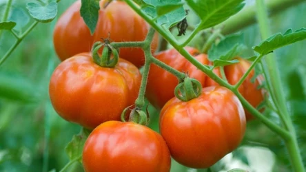 Jeśli chcesz obfitych plonów, zadbaj o glebę pod pomidory. Ta mieszanka może w tym pomóc.