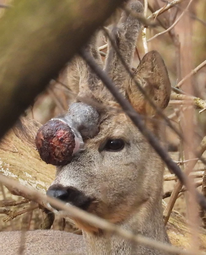Sarna z widoczną dużą, ciemną naroślą na głowie wśród gałęzi drzew i krzewów, patrząca w stronę aparatu.