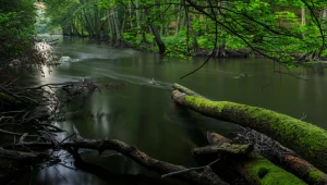 Drawieński Park Narodowy ma powiększyć się o 1400 hektarów