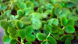 Sposób na zdrowe i słodkie truskawki. Już teraz możesz o to zadbać