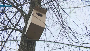 Z kamerą wśród sów. Kontrola budek dla puszczyków