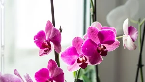 Jak wyhodować storczyka z nasion? Można to zrobić samemu w domu.