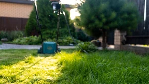 Niezawodna mieszanka na trawnik. Będzie gęsty jak perski dywan