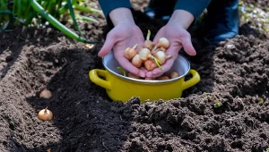 Koło jakich roślin najlepiej sadzić czosnek?