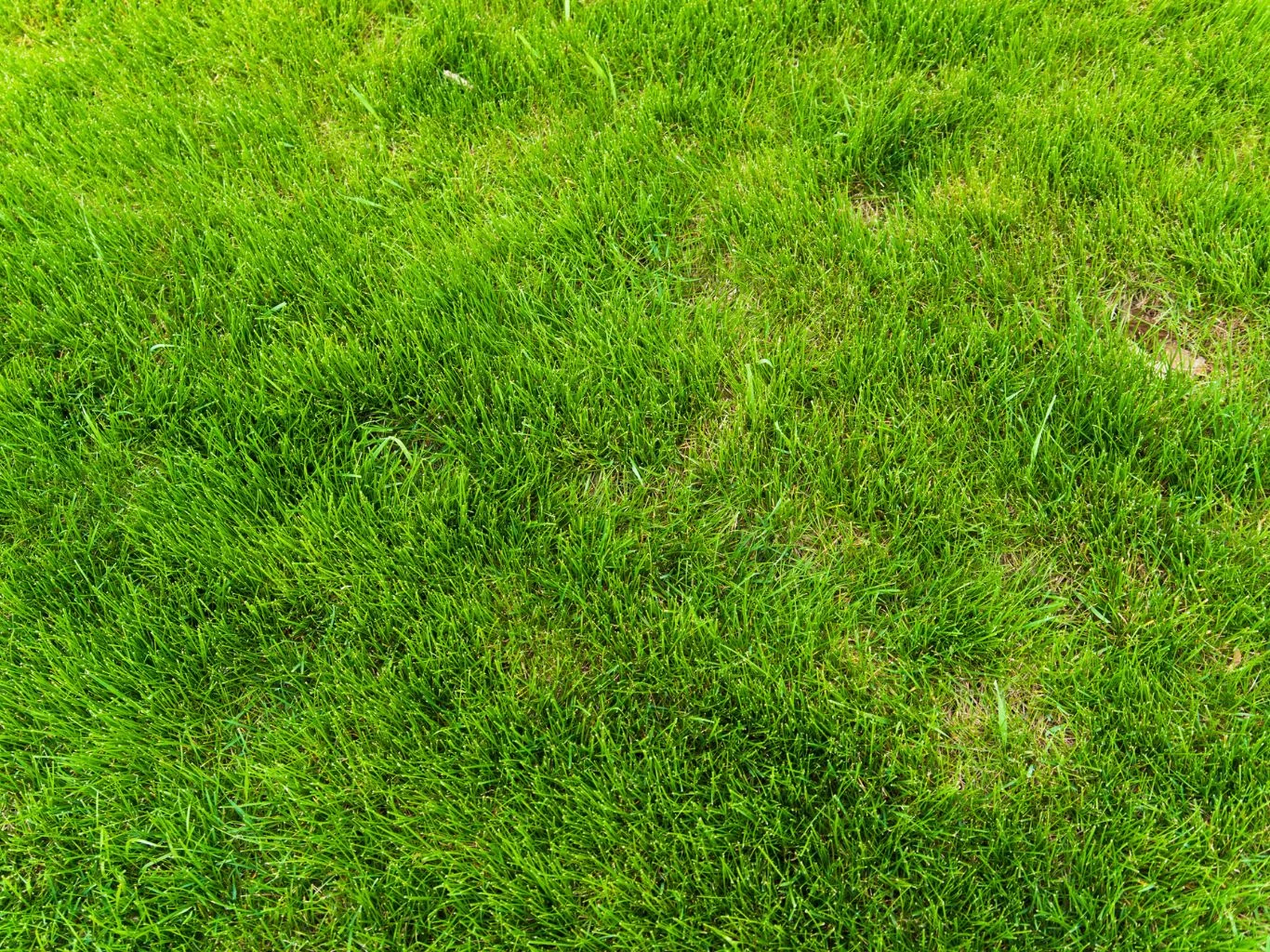 Zielona trawa o różnych odcieniach i gęstości, fragment zadbanego trawnika bez innych elementów.