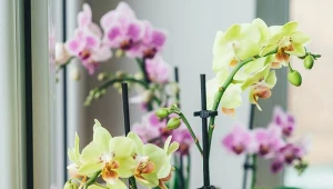 Kilka sadzonek z jednego storczyka. Szybciutko powiększysz kolekcję