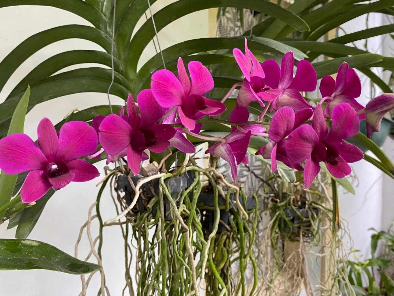Jaskrawo fioletowe storczyki rosnące w doniczkach wiszących, z długimi korzeniami powietrznymi i zielonymi liśćmi na tle jasnej ściany.