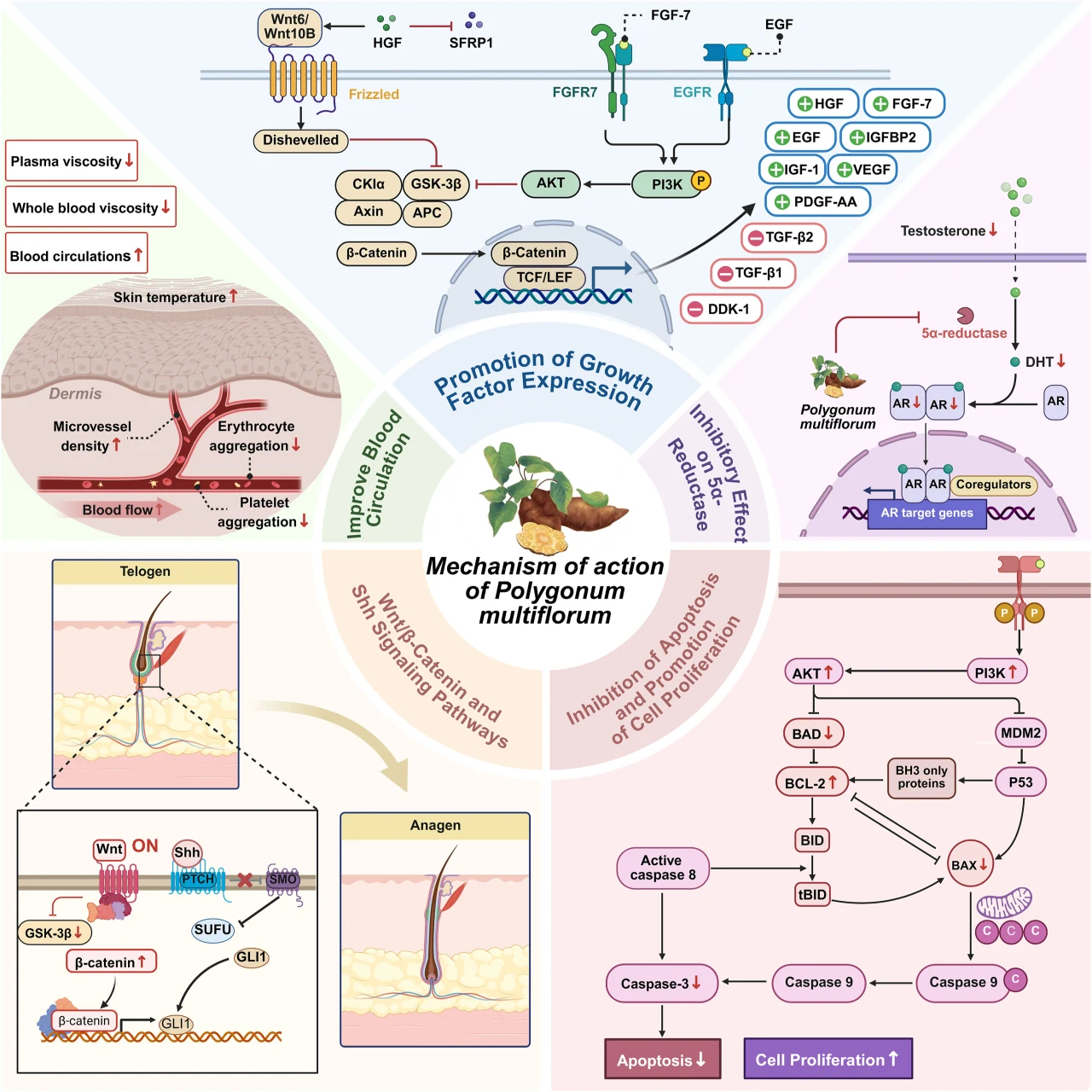 Kolorowa infografika ukazująca złożone mechanizmy działania Polygonum multiflorum na różne procesy biologiczne. W centrum ilustracji znajduje się rysunek korzenia tej rośliny, a wokół rozmieszczono schematy obrazujące wpływ na ekspresję czynników wzros...