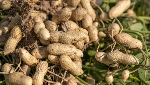 Wysiej, gdy ziemia rozmarznie. Potem wykopiesz garście orzechów