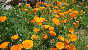 Maczek kalifornijski pokrywa ogród dywanem z kwiatów