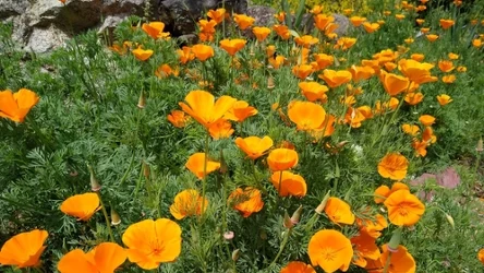 Maczek kalifornijski pokrywa ogród dywanem z kwiatów