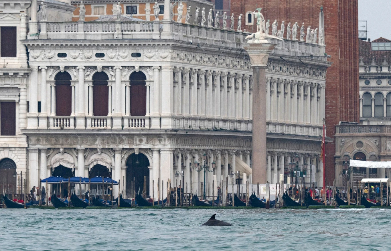 Krajobraz Wenecji z historyczną zabudową, gondolami zacumowanymi przy brzegu i delfinem pływającym w spokojnych wodach kanału.