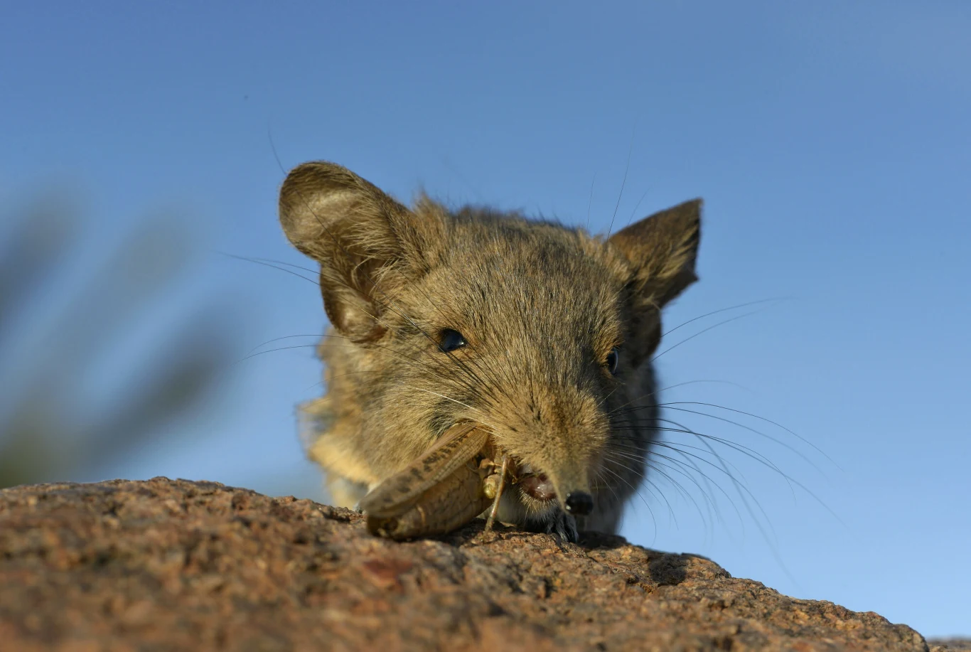 Mały ssak o szarym futrze zjada owada na tle nieba, siedząc na skale.