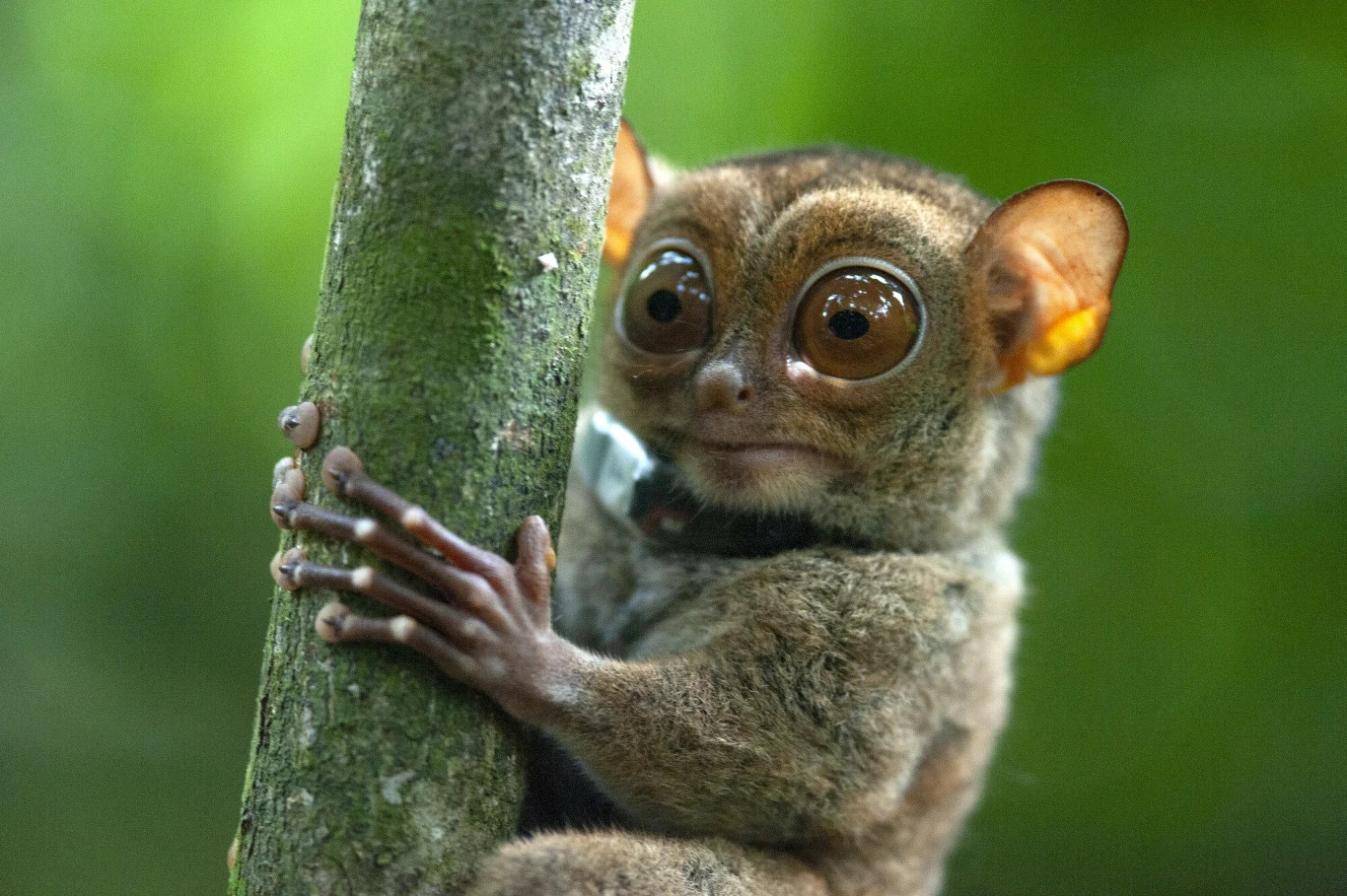 Wyraki są jednym z symboli fauny Filipin Mały wyrak o dużych oczach obejmujący drzewo, futro w odcieniach brązu, tło rozmyte w zieleni, skupienie na wyrazistych oczach zwierzęcia.