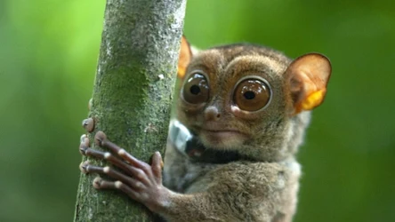 Wyraki są jednym z symboli fauny Filipin