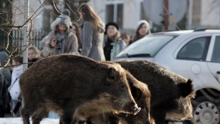 Dziki powszechnie występują w polskich miastach