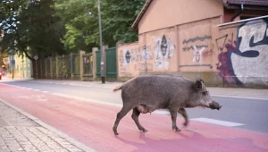 Dzik w Szczecinie. Zwierzęta te uczą się nawet rozkładu jazdy śmieciarek