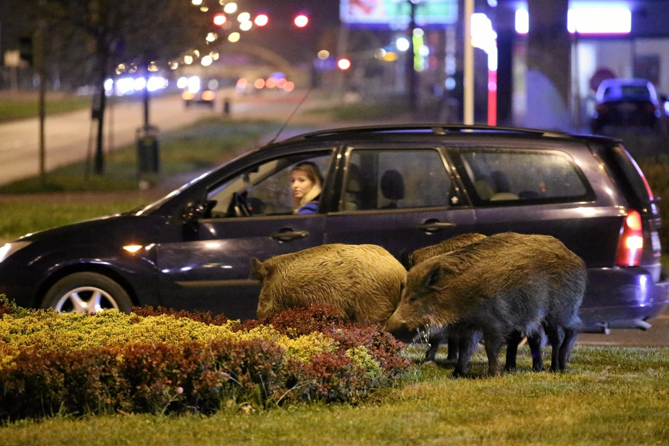 Trzy dziki żerujące na trawniku w miejskiej przestrzeni, w pobliżu samochodu, w którym siedzi kierowca obserwujący zwierzęta, nocna sceneria z oświetlonymi ulicami w tle.