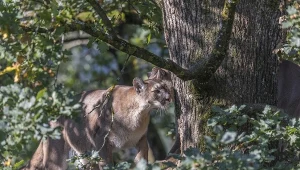 Pumy są szeroko rozprzestrzenione w Ameryce, od Kanady po Chile i Argentynę