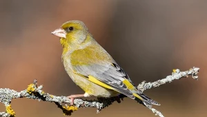 Dzwoniec to jeden z większych i barwniejszych gości w karmniku