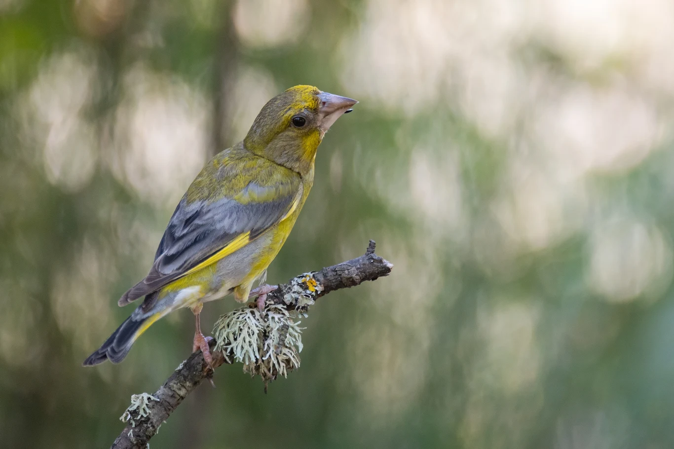 Zielonosiwy ptak siedzący na gałęzi pokrytej porostami, otoczony rozmytym, naturalnym tłem.