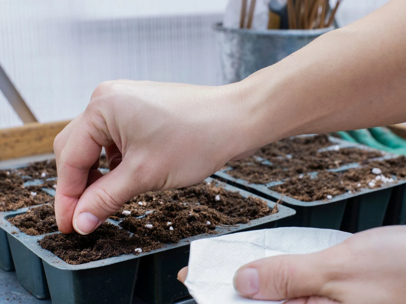 Co daje moczenie nasion w delikatnym roztworze sody oczyszczonej tuż przed siewem? Dłoń wsypująca nasiona do wilgotnej ziemi w małych doniczkach rozstawionych na stole, w tle widoczne ogrodnicze akcesoria.