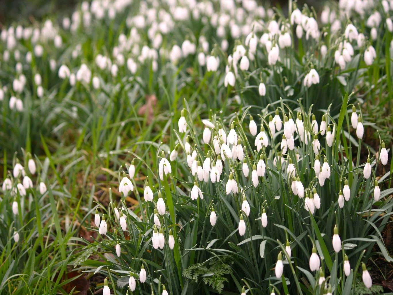 Łąka pokryta białymi przebiśniegami, wśród zielonej trawy i liści, zwiastująca początek wiosny.