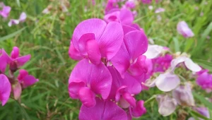 Pięknie pachnie i długo kwitnie. Wysiej już w lutym na rozsadę