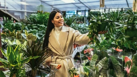 Roślina idealna do zacienionego mieszkania. Nie ma dużo wymagań i znosi trudne warunki