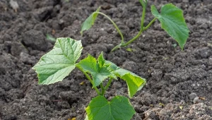 Wybierz odmiany odporne na mączniaka. Ogórków będzie na pęczki