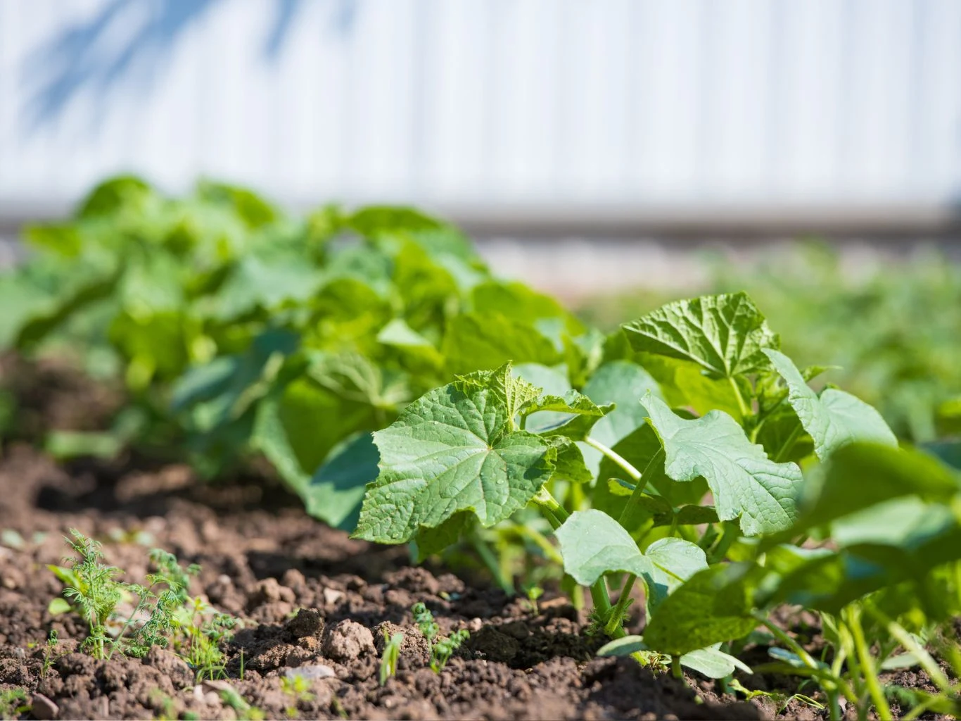 Rząd młodych, zielonych roślin ogórka rosnących na grządce w słoneczny dzień.