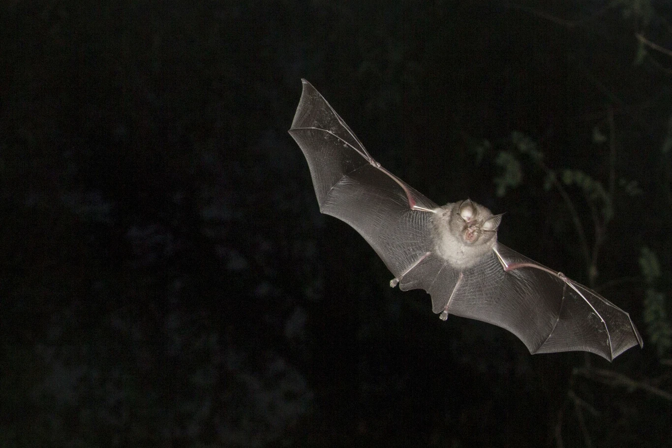 Nietoperz w locie z rozpostartymi skrzydłami na tle ciemnego nocnego nieba i niewyraźnych gałęzi drzew w tle