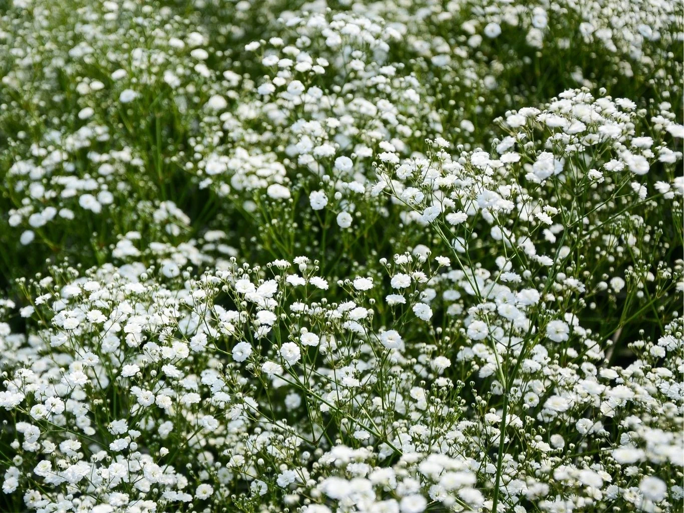 Białe drobne kwiaty gipsówki rozciągające się gęsto, tworząc efekt delikatnej, kwiecistej łąki.
