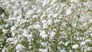 Wygląda jak biała chmurka w ogrodzie. Wytrzymała i bez wymagań