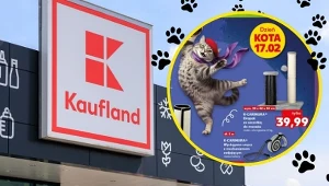 Dzień Kota już jutro. W Kauflandzie ruszyła promocja na akcesoria
