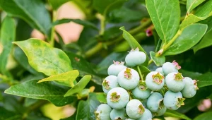 Jak ciąć borówkę amerykańską na koniec zimy?