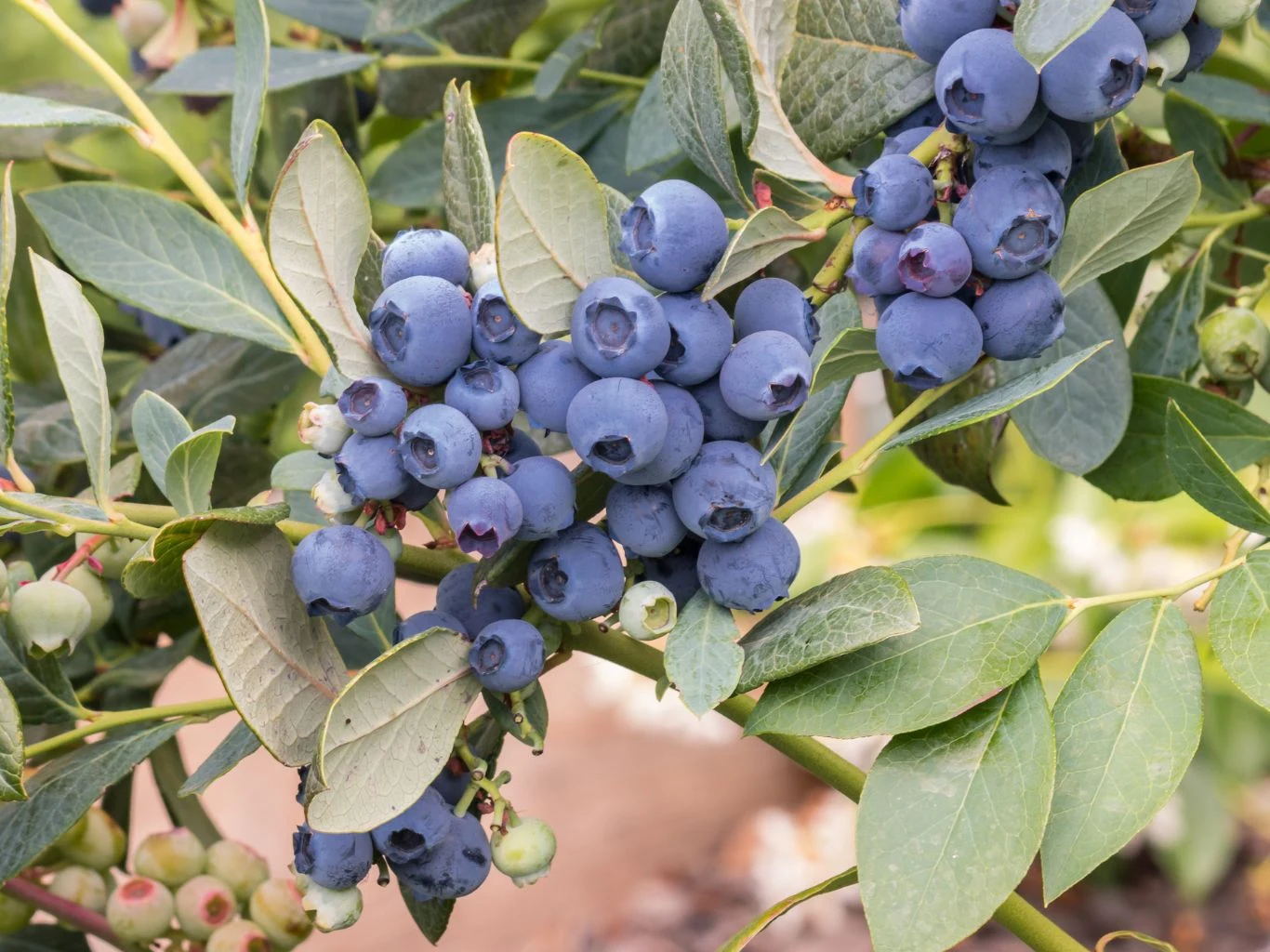 Borówka amerykańska przycięta na przełomie lutego i marca latem lepiej owocuje. Dojrzałe, niebieskie jagody borówki amerykańskiej rosnące w skupiskach na zielonych krzewach z szerokimi liśćmi, widoczne są również niedojrzałe, zielone owoce.
