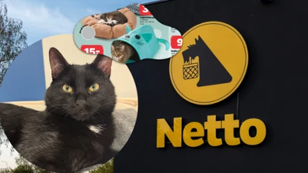 Mój kot ignoruje większość zabawek. Te z Netto od 9 zł go wciągnęły