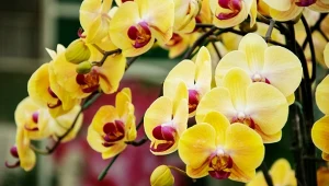 Kwitnący storczyk w domu to częsty widok