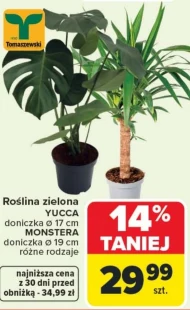 Рослина в горщику Tomaszewski