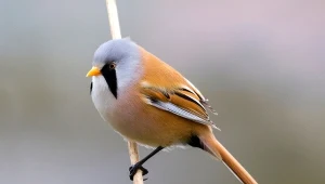 Połyka kamyczki i jest bardzo przyjazna. Można ją dokarmiać?