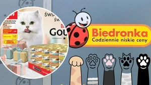 Światowy Dzień Kota w Biedronce. Duży wybór karmy i akcesoriów