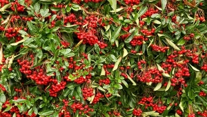 Gęsty i efektowny żywopłot. 7 krzewów łatwych w pielęgnacji