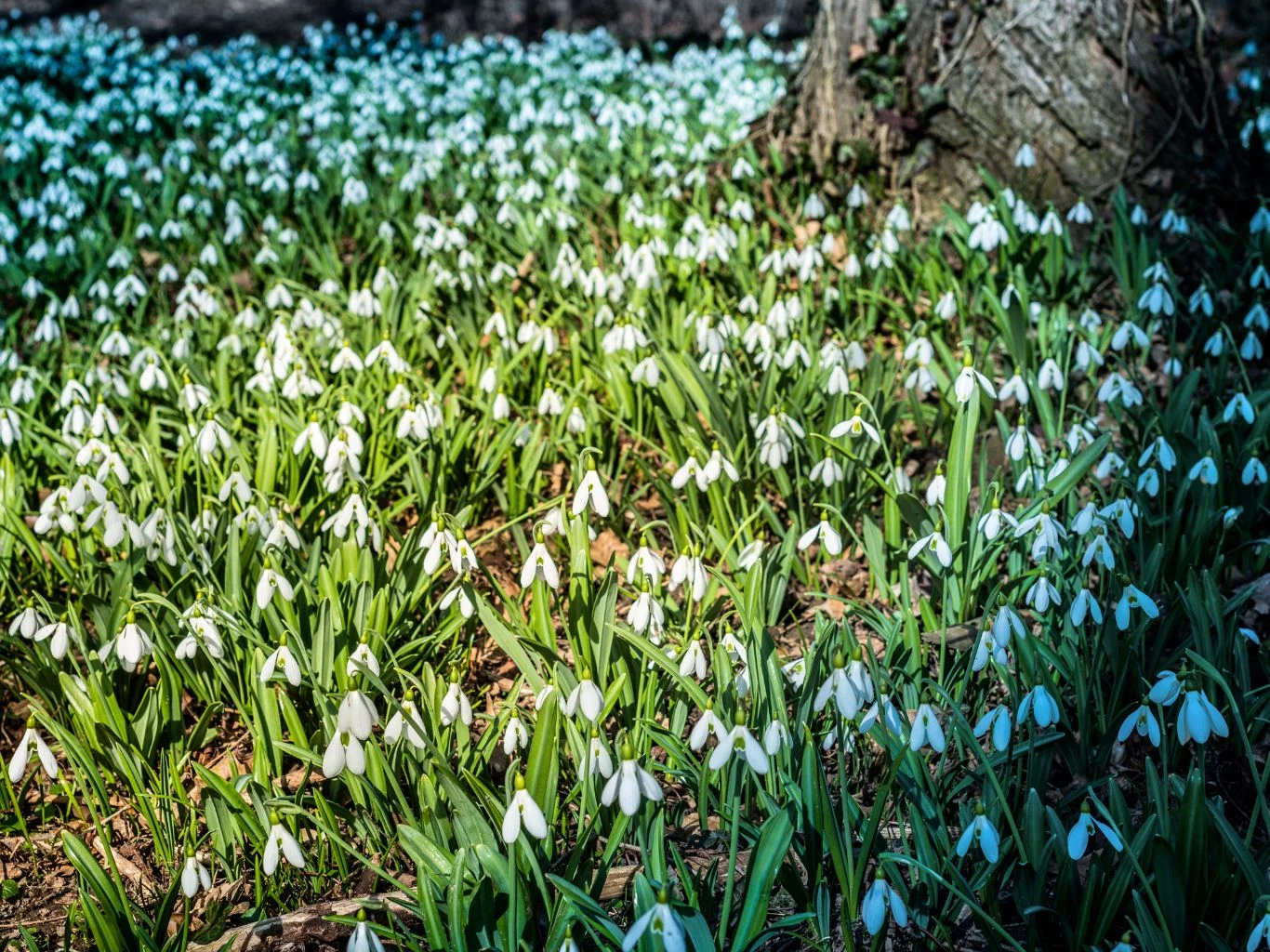 Kwitnienie przebiśniegów rozpoczyna się zwykle w lutym lub marcu. Dywan śnieżyc pokrywający wiosenną polanę wśród drzew, setki białych kwiatów rozciągają się aż po horyzont, delikatnie oświetlonych promieniami słońca.
