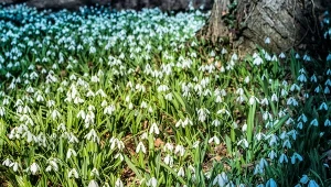 Białe morze kwiatów aż do kwietnia. Wystarczy podsypać przebiśniegi