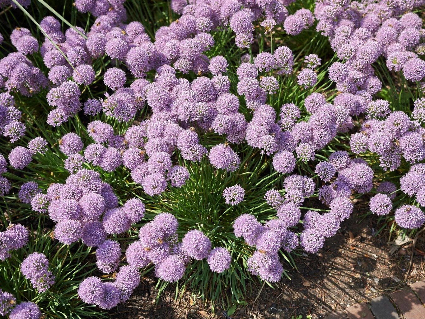 Jak uprawiać czosnek sinawy? Kwitnący czosnek sinawy (Allium senescens).